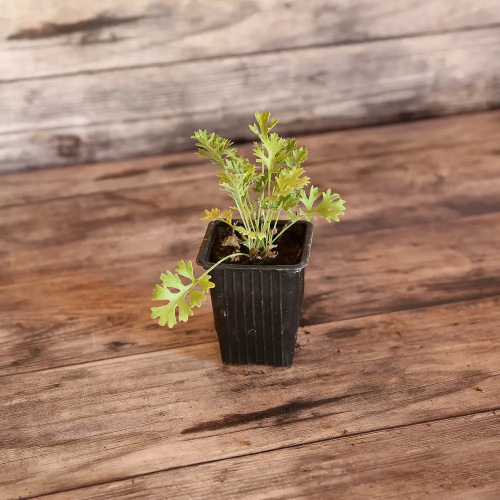 PYRÈTHRE DE DALMATIE AB - PLANT