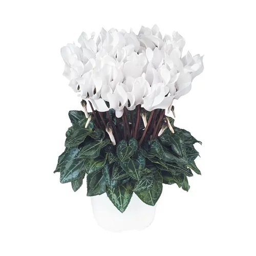 Mon jardin:Mini cyclamen blanc - Le pot de diamètre 10,5 cm