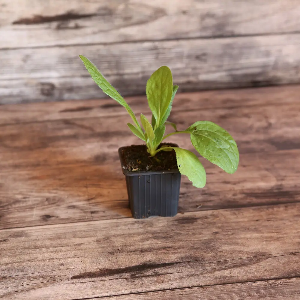 RUDBECKIA CHOCOLATE ORANGE AB - PLANT