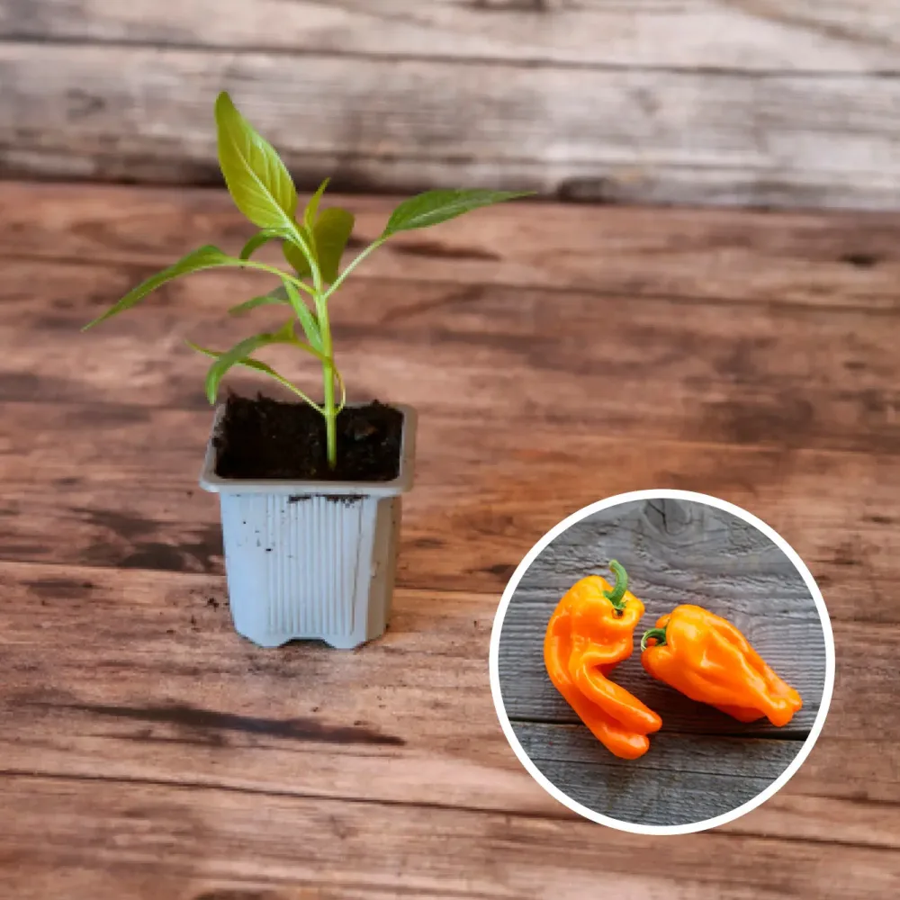 POIVRON PETIT MARSEILLAIS AB - PLANT