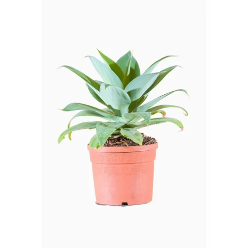 Sélection maison:Agave Attenuata (Agave à cou de cygne) en pot de 25 L vert
