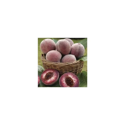 Plaisir au jardin:Pecher Sanguine De Savoie. Le pot de 12 litres, forme gobelet