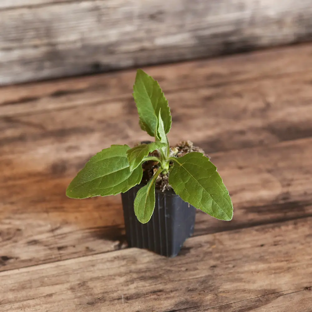 TOPINAMBOUR FUSEAU AB - PLANT
