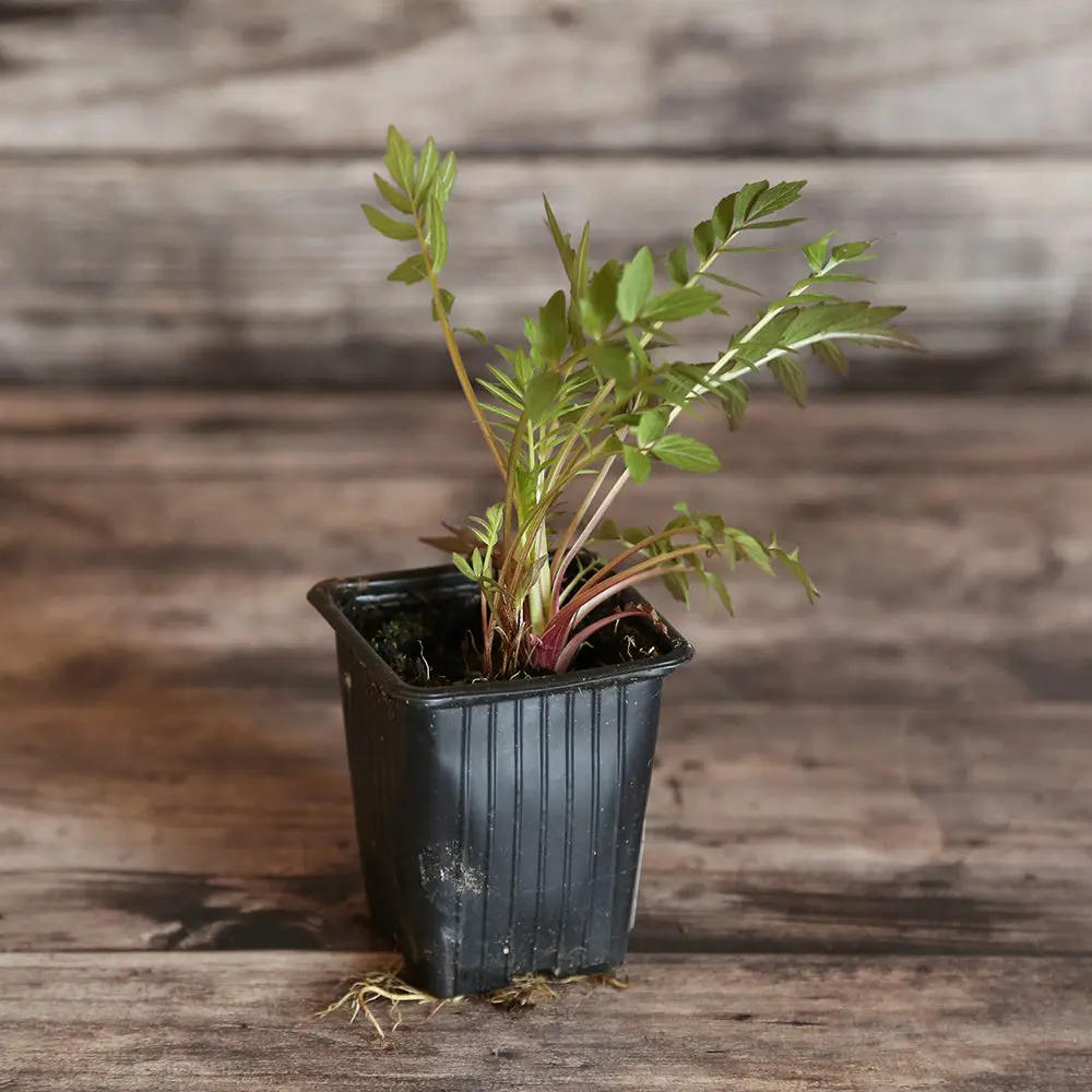 VALERIANE OFFICINALE AB - PLANT