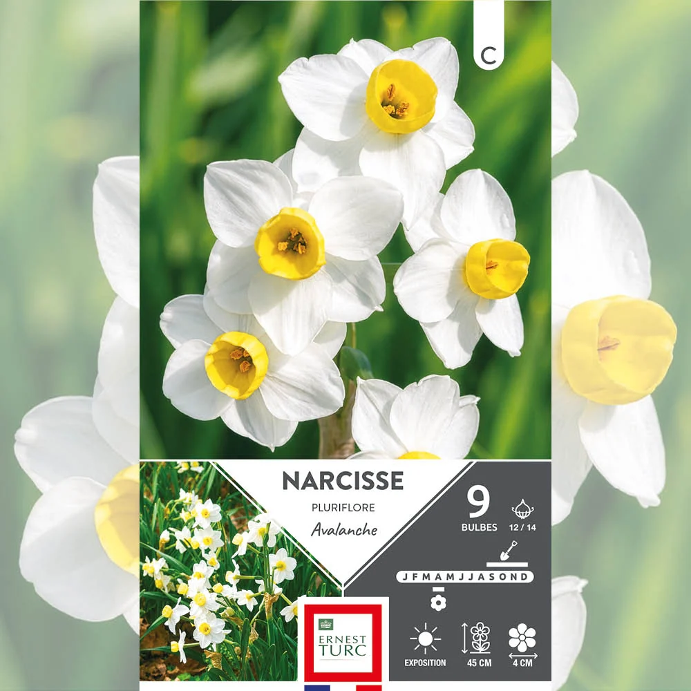NARCISSE PLURIFLORE AVALANCHE