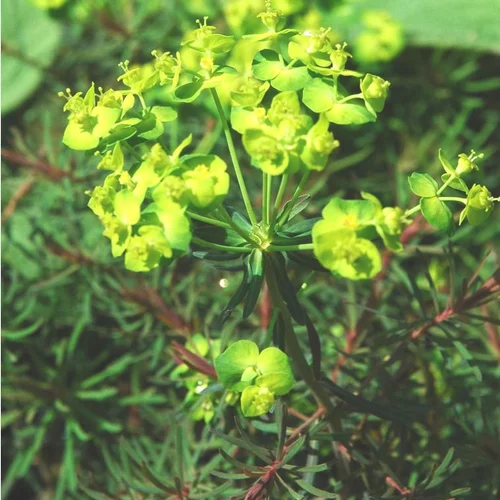 Pour donner du style à l’extérieur:Euphorbe Hypericifolia - Le pot de 2 litres