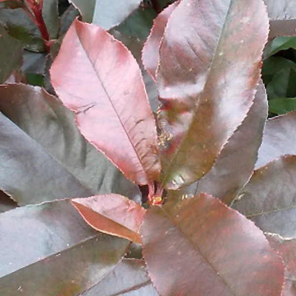 2 x Photinia fraseri 'Camilvy' – 40-60 cm pot