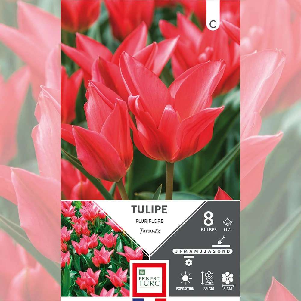 TULIPE PLURIFLORE TORONTO