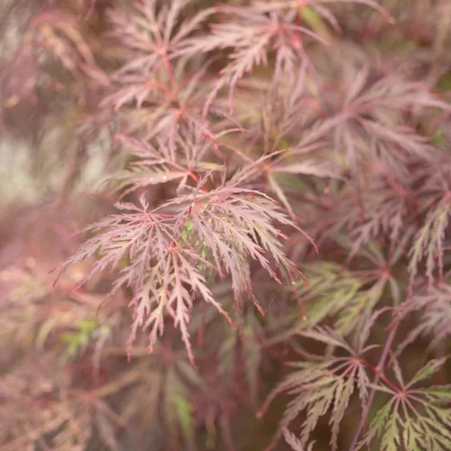 Jardin & déco:Érable du Japon Dissectum Inaba Shidare rouge. Le pot de 15 litres, forme ½ tige