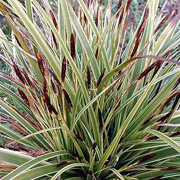 6 x Laîche panaché 'Variegata' – Carex morrowii 'Variegata', godet 9cm x 9cm