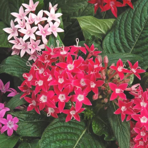 Facile dehors:Pentas ou étoile égyptienne - La jardinière de 40 cm + soucoupe