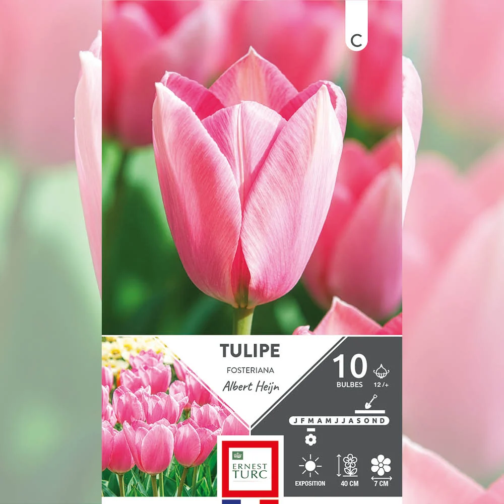 TULIPE FOSTERIANA ALBERT HEIJN