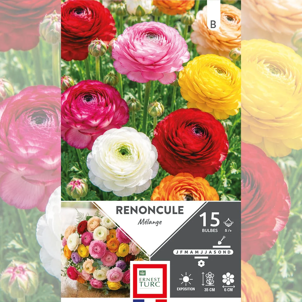 RENONCULE EN MÉLANGE