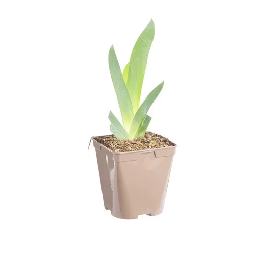 Extérieur utile:Iris des jardins Floorshow - Le pot de 1 litre