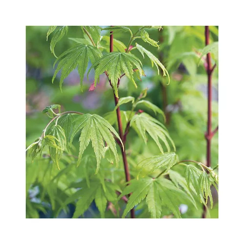 Choix pratique:Erable du Japon (ACER PALMATUM SANGO KAKU ) Le pot de 50 litres