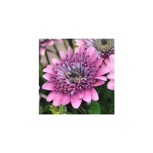 Tout au jardin:Ostéospermum à fleurs doubles - Le pot de 10,5 cm