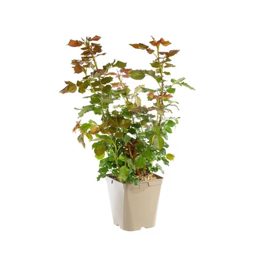 Adapté à votre jardin：Rosier grimpant Long Island® Oralinco. Le pot de 5 litres