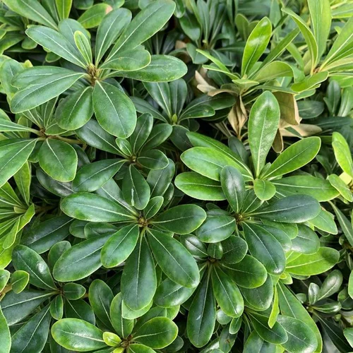 Jardin et pratique:Pittosporum Tobira Nana. Le pot de 10 litres