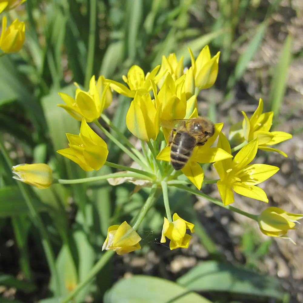 ALLIUM MOLY 'JEANINE' AB