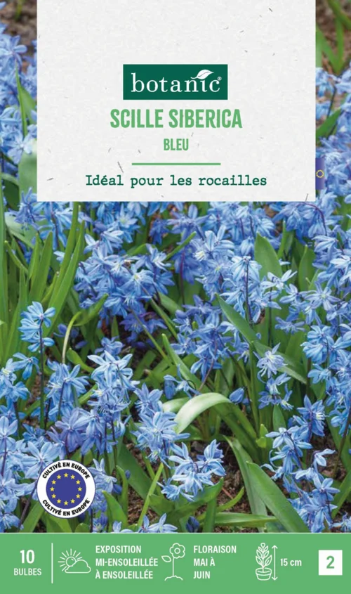 Idéal pour vos extérieurs:Scilla siberica botanic® - 10 bulbes