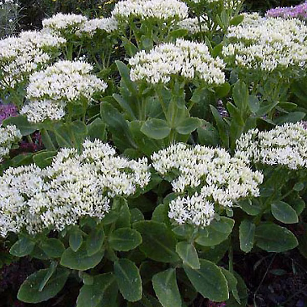 6 x Orpin remarquable 'Stardust' – Sedum spectabile 'Stardust', godet 9cm x 9cm