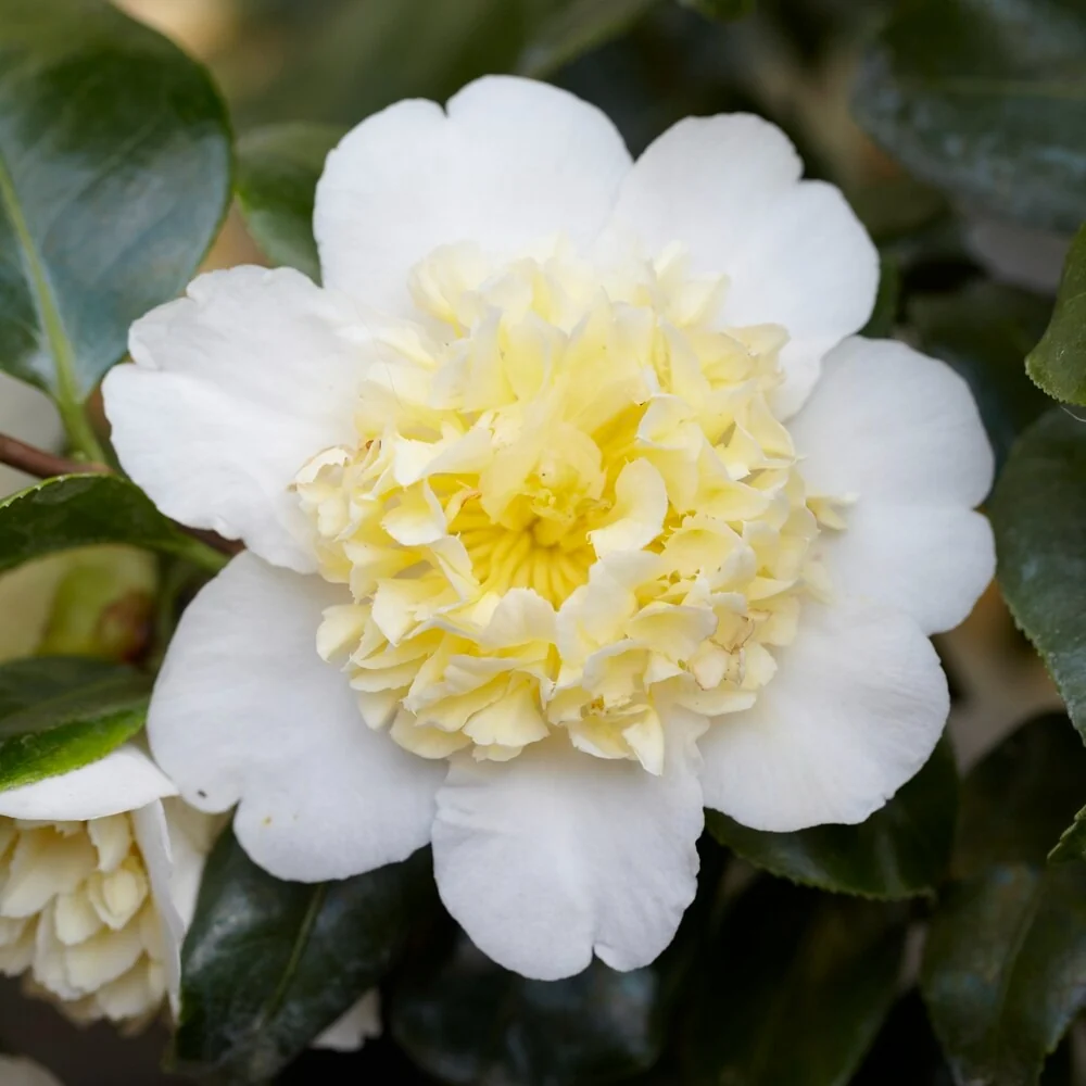 Camélia du Japon Brushfields Yellow Camellia japonica Brushfields Yellow