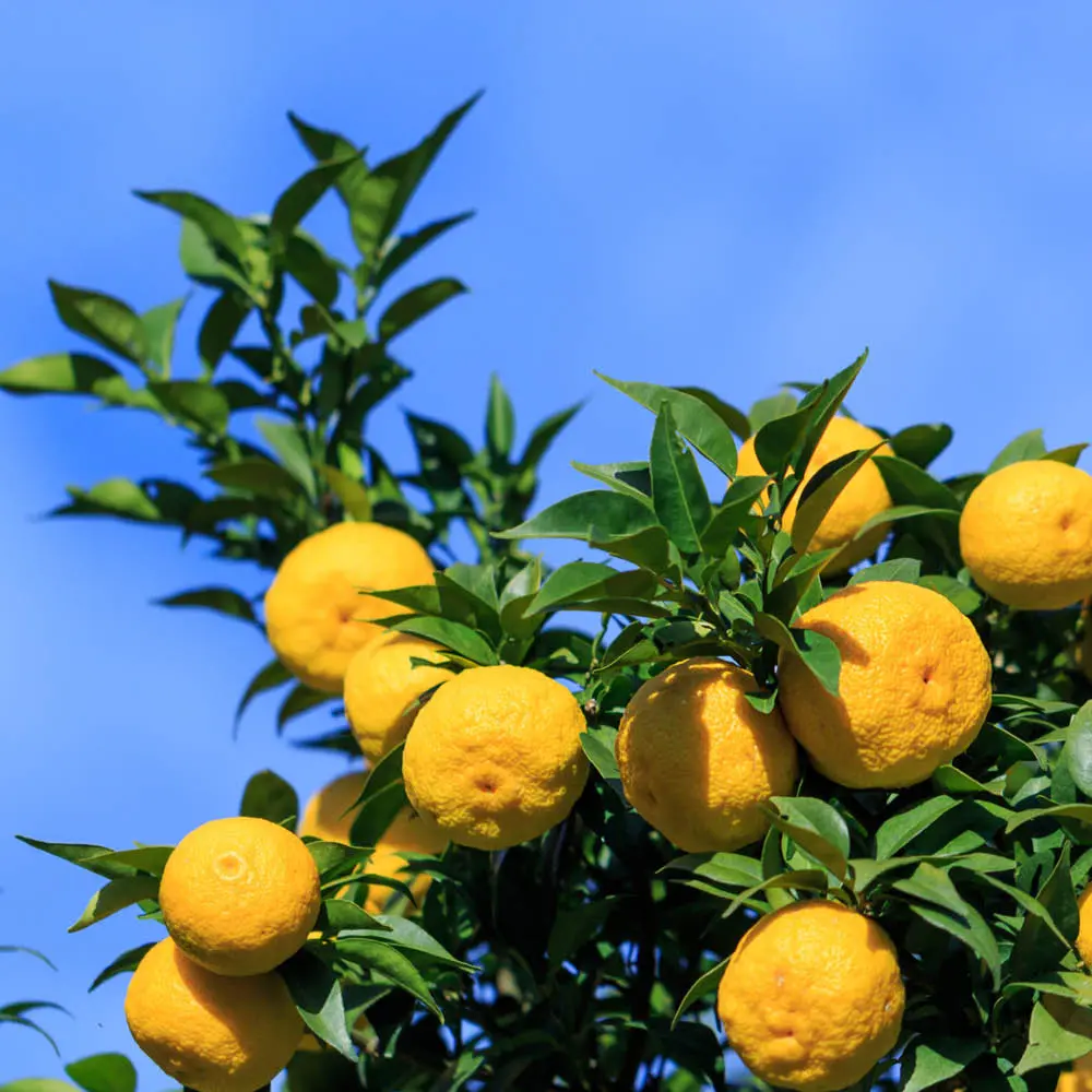 YUZU - PLANT
