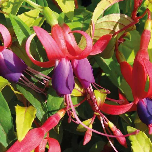 Jardin chez vous:Fuchsia doré - Le pot de 9 x 9 cm