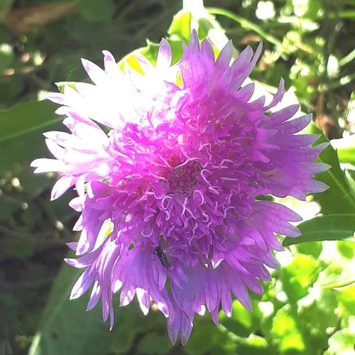 Jardin bien-être:Stokesia Laevis Purple Parasols bleu. Le pot de 5 litres