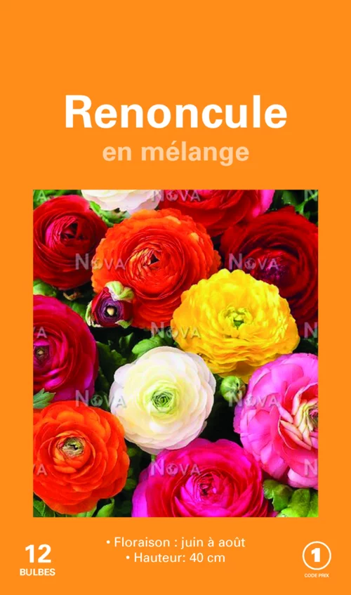 Pour les espaces verts：Bulbes de fleurs Renoncules asiatiques en mélange botanic® – 12 bulbes