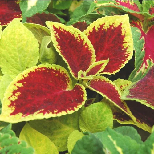 Jardin et nature:Coléus ou Coliole au feuillage multicolore - Le pot Ø 10,5 cm