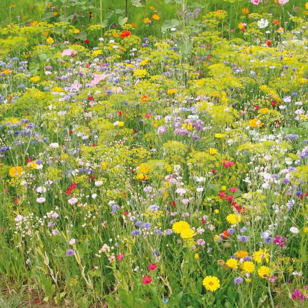 MÉLANGE FLEURI - VARIÉTÉS ANCIENNES NT