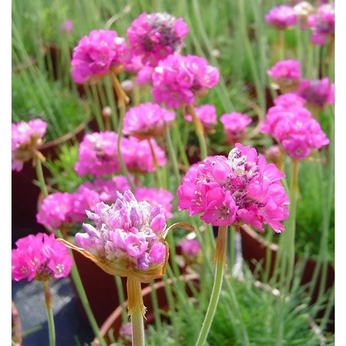 Espace vert confort:Armeria - Le pot de 10.5 cm