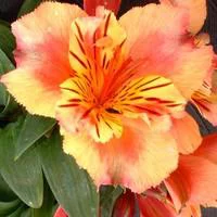 Facile au jardin:Alstromère - Le pot de 1 litre