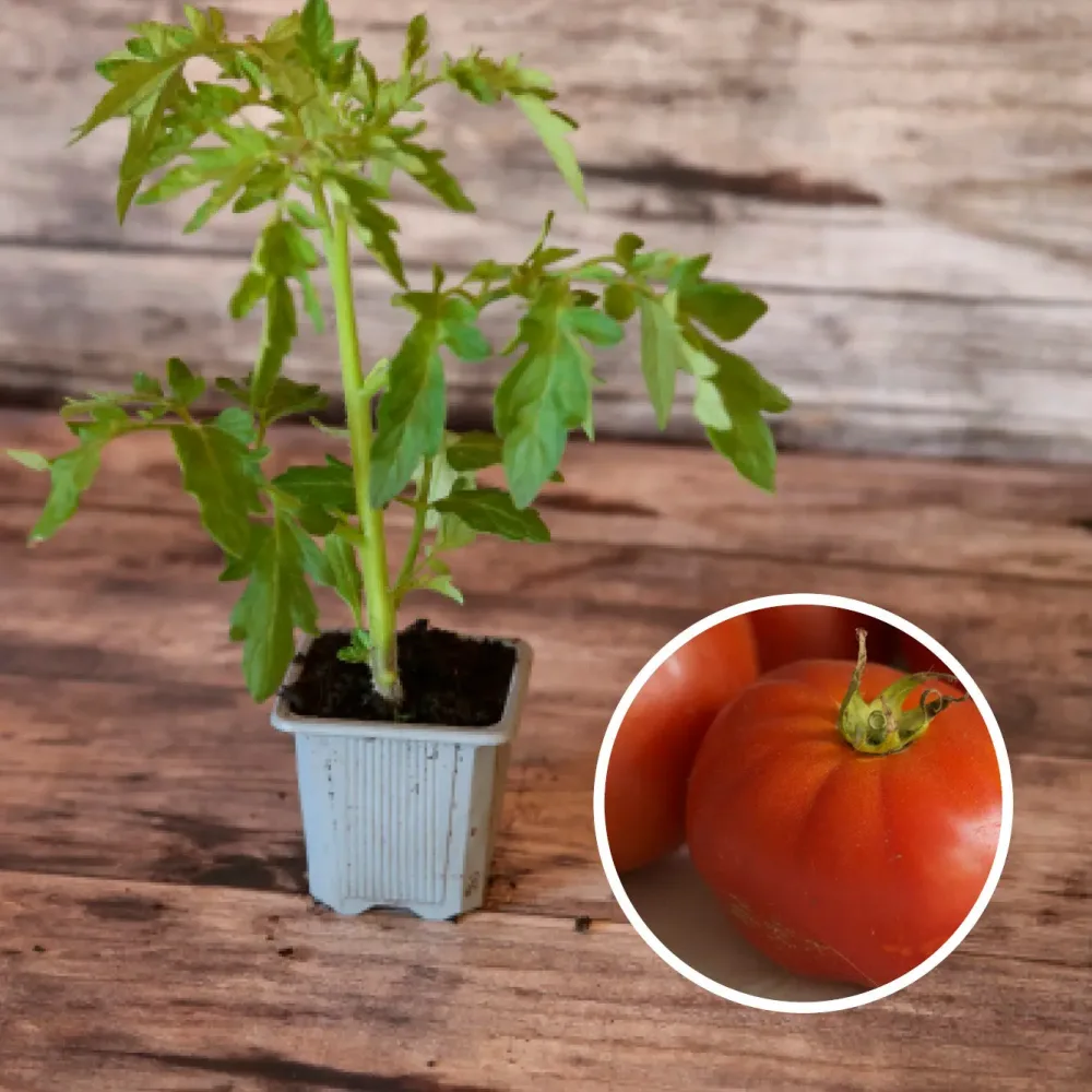 TOMATE MERVEILLE DES MARCHÉS AB - PLANT