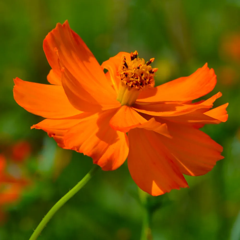 Cosmos Brightlights Cosmos sulphureus Brightlights