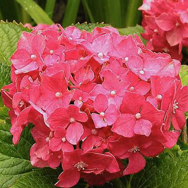 2 x Hortensia 'Deutschland' – Hydrangea macrophylla 'Deutschland', 25-30 cm pot