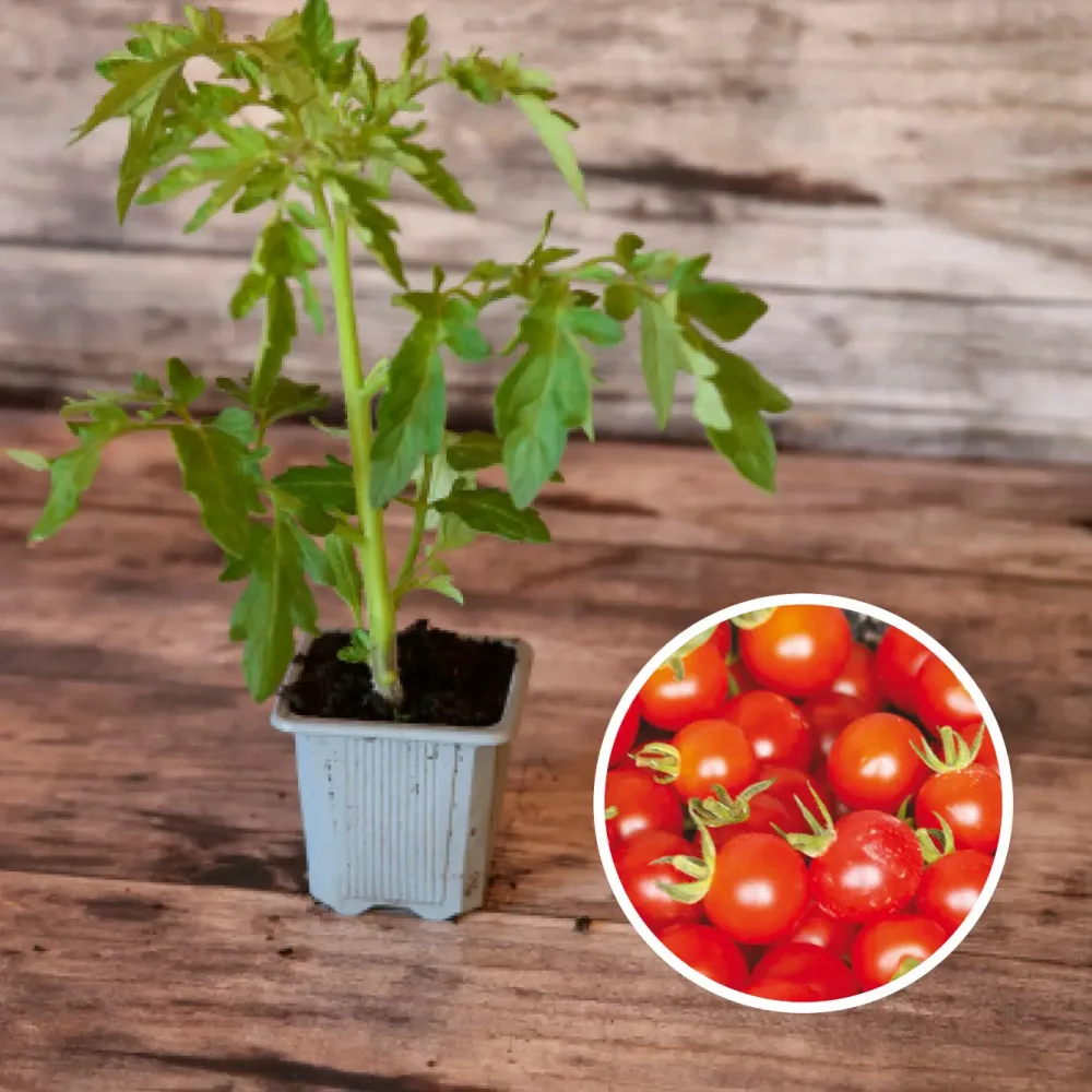 TOMATE GARDENER'S DELIGHT AB - PLANT
