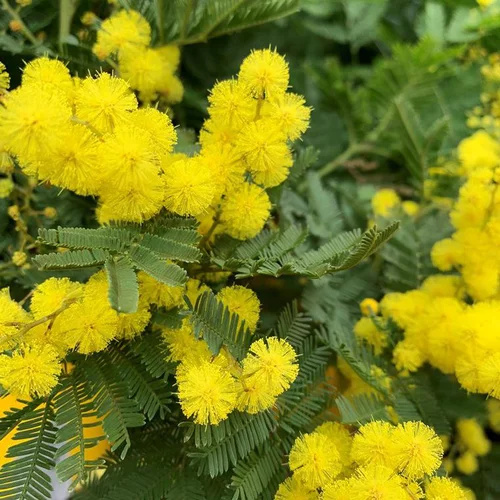 Confort jardin:Mimosa marcotte (Acacia Dealbata) pyramide. Le pot de 3 litres