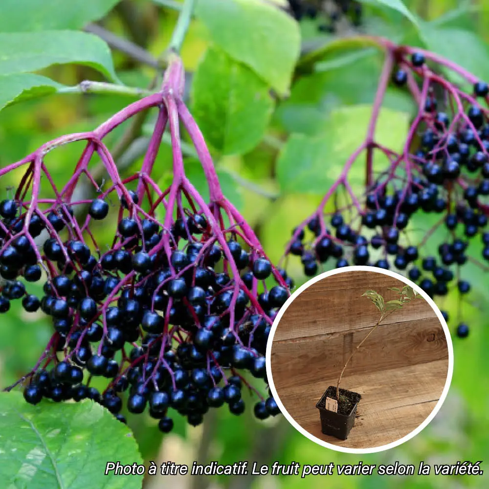 SUREAU À FRUITS NOIRS DONAU AB - PLANT