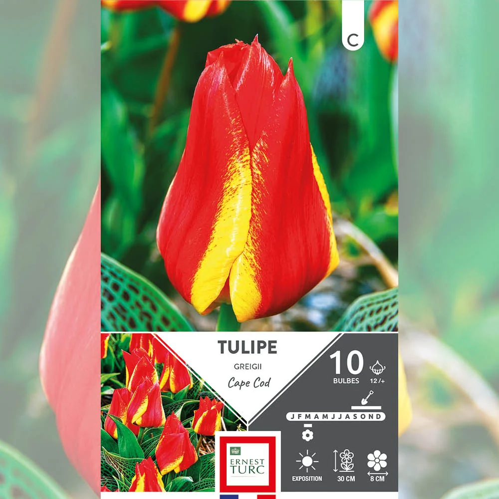TULIPE GREIGII CAPE COD