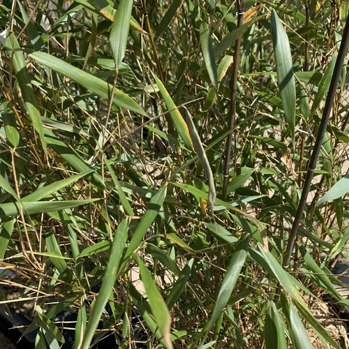 Jardin tout terrain:Bambou Fargesia Asian Wonder vert. Le pot de 3 litres
