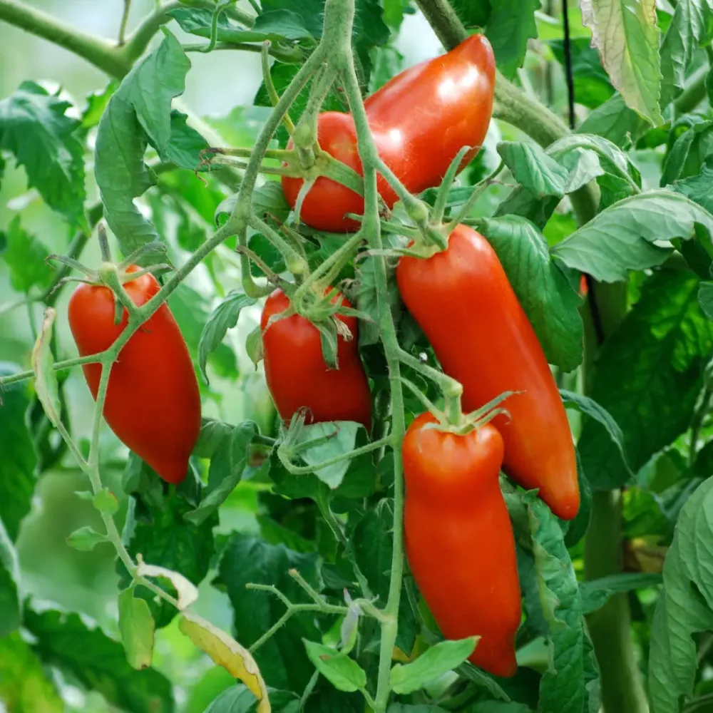 TOMATE ANDINE CORNUE AB
