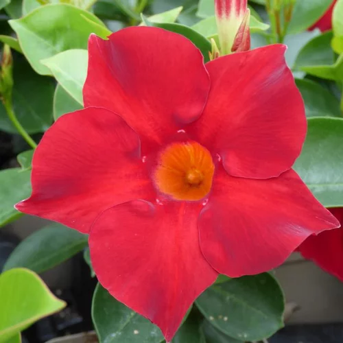 Pour aménager le jardin：Dipladénia ou Mandevilla divers coloris. Le pot de 1 litre