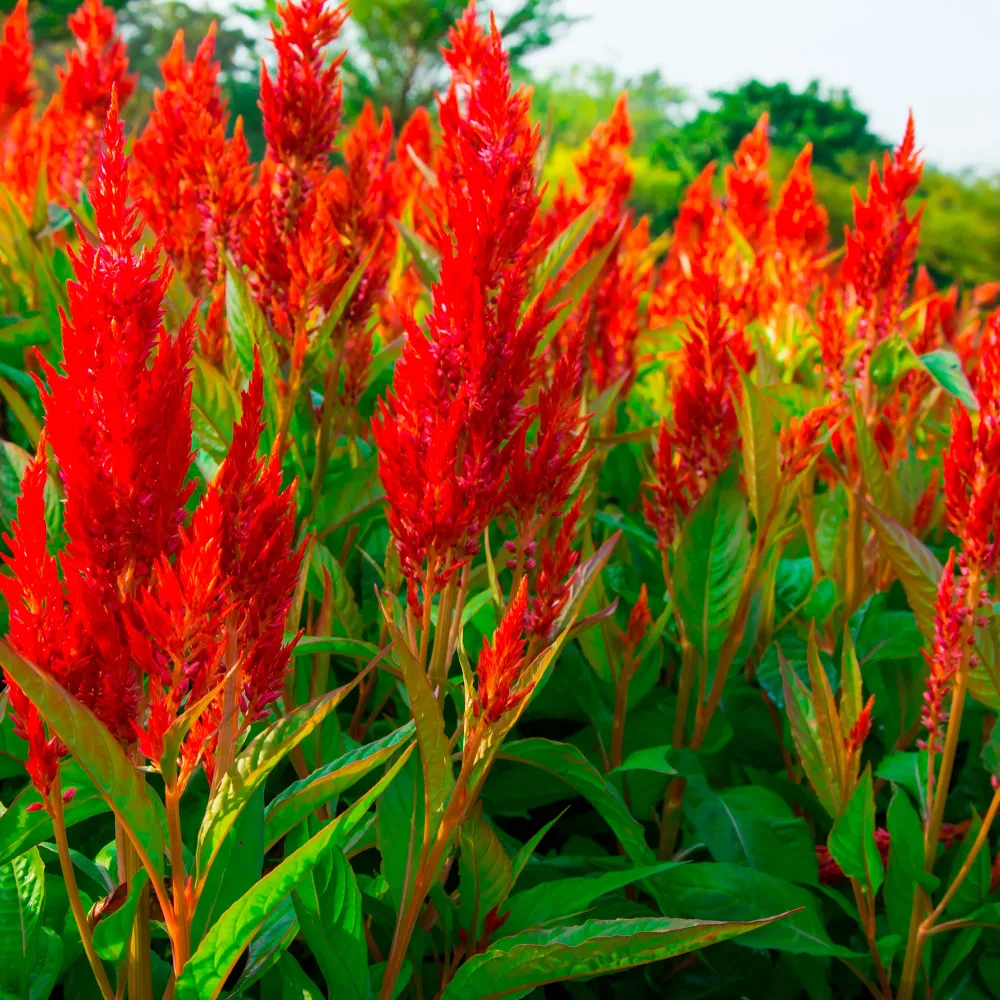 Celosie rouge Celosia argentea
