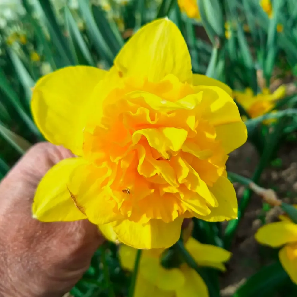 NARCISSE DICK WILDEN AB