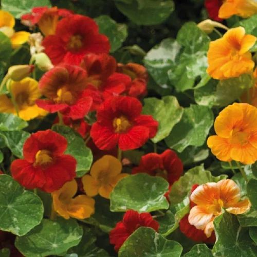 Jardin bien-être:Fleur du potager capucine indicateur pucerons Bio - Le pot de 10.5 cm