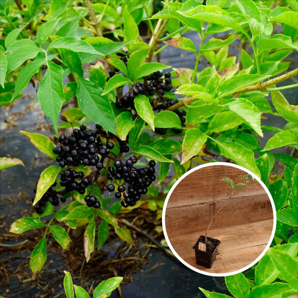 SUREAU PURPUREA THUNDERCLOUD AB - PLANT