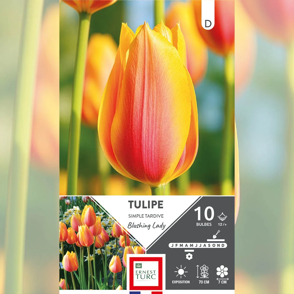 TULIPE SIMPLE TARDIVE BLUSHING LADY