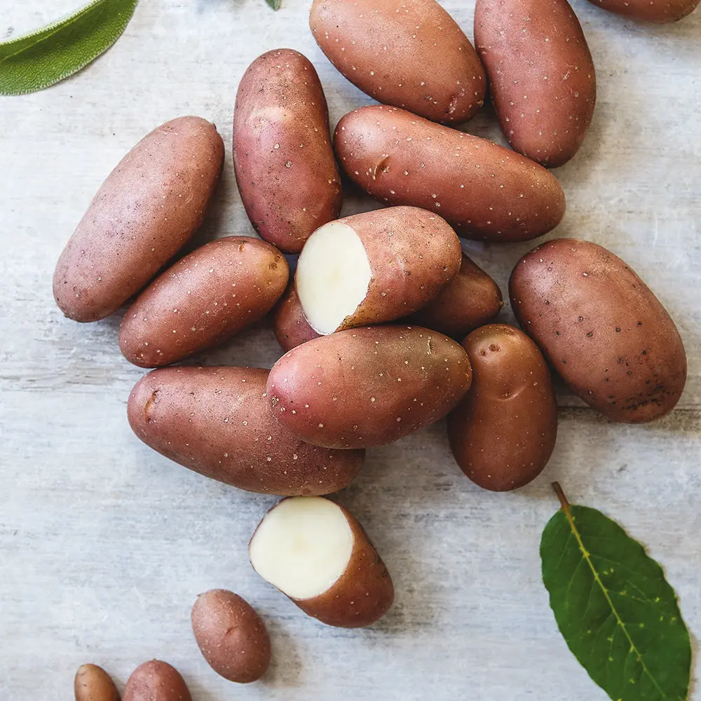 POMME DE TERRE ROSE DE FRANCE (ou Cirelle) NT